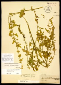 Sphaeralcea lobata var. perpallida