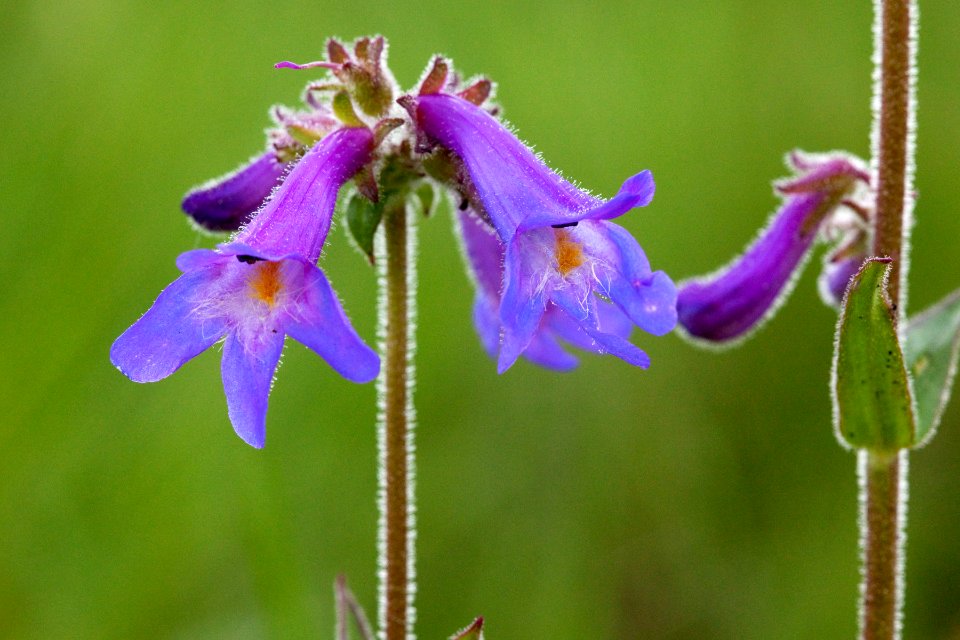 Penstemon oliganthus