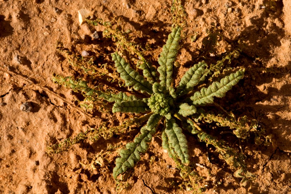 Phacelia crenulata