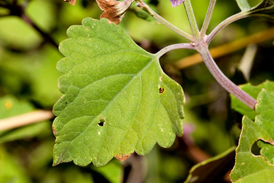 Salvia pinguifolia