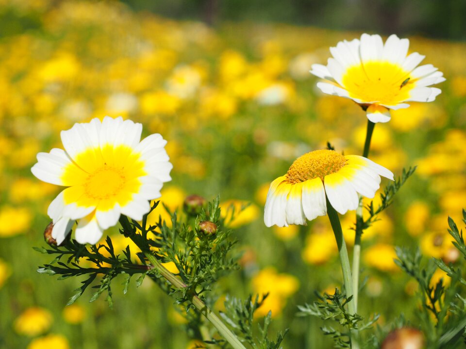 Asteraceae mallorca flowers