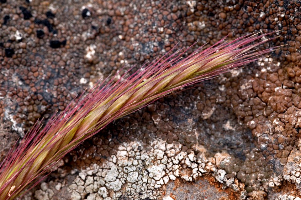 Elymus trachycaulus subsp. subsecundus
