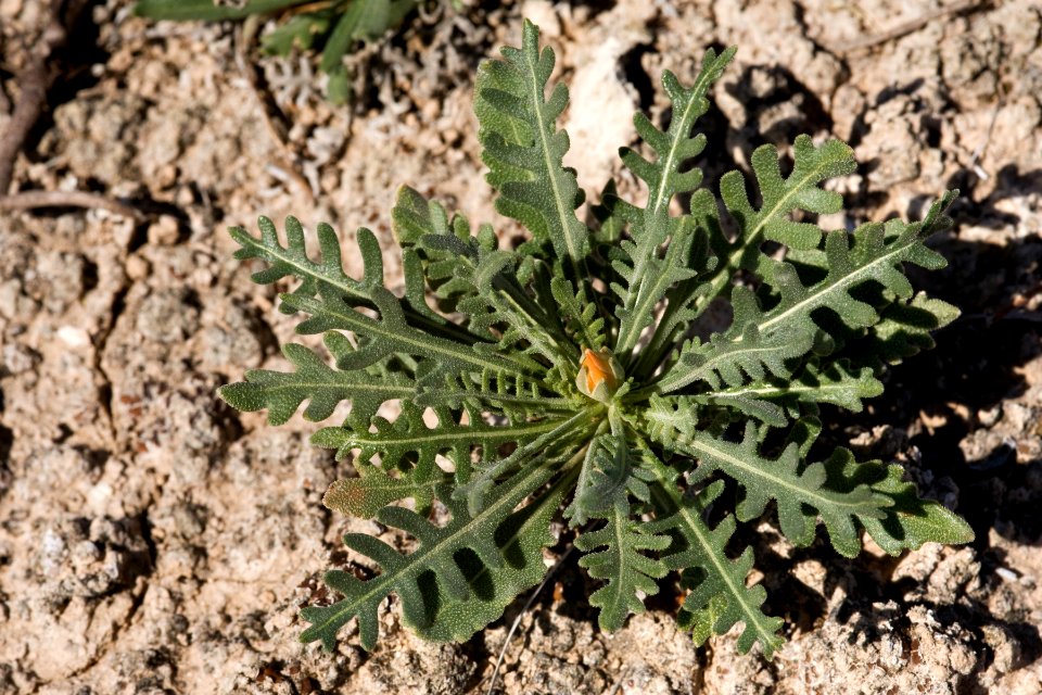 Mentzelia humilis var. humilis