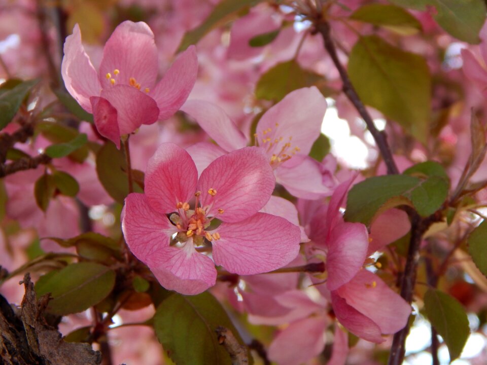 Nature tree branch