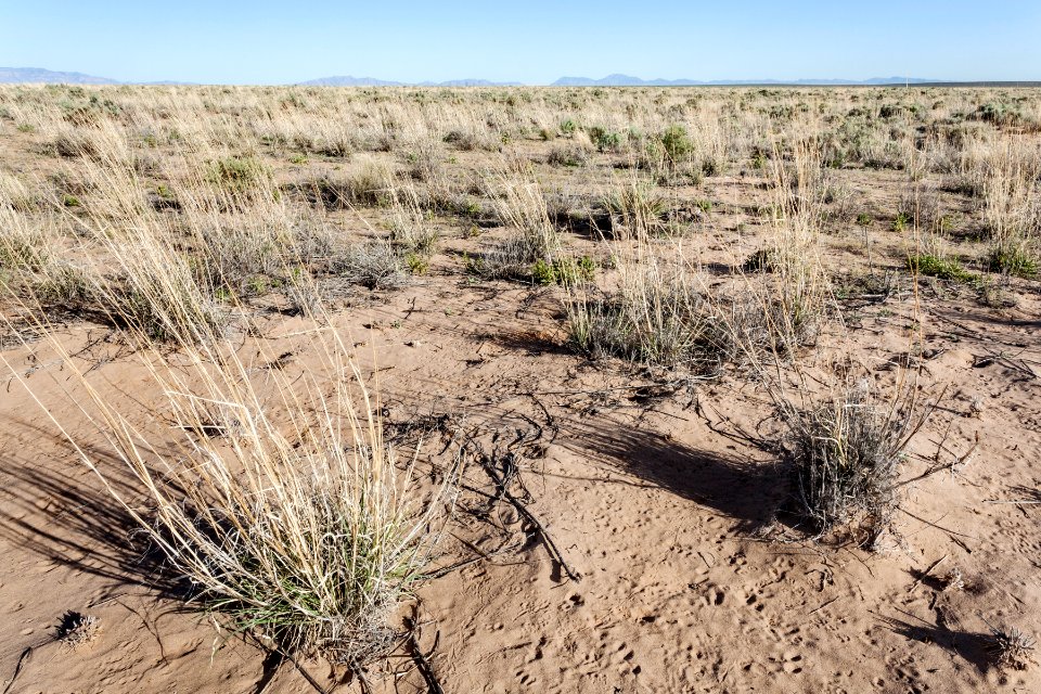 East edge of Bosque del Apache NWR