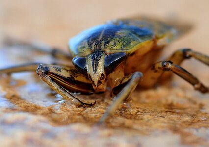 Cockroach eye animal