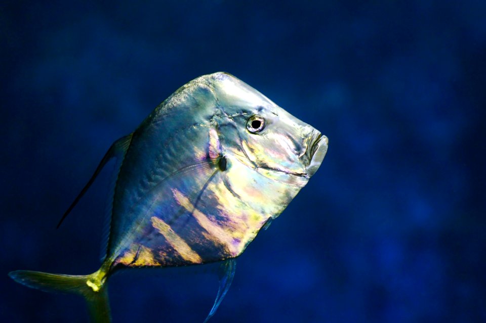 Gray Mate