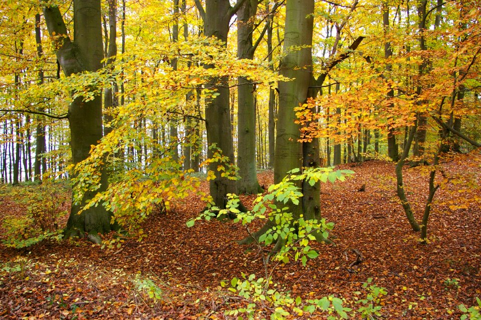 Leaves colorful trees