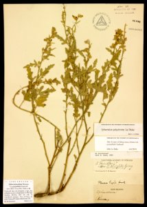 Sphaeralcea lobata var. perpallida