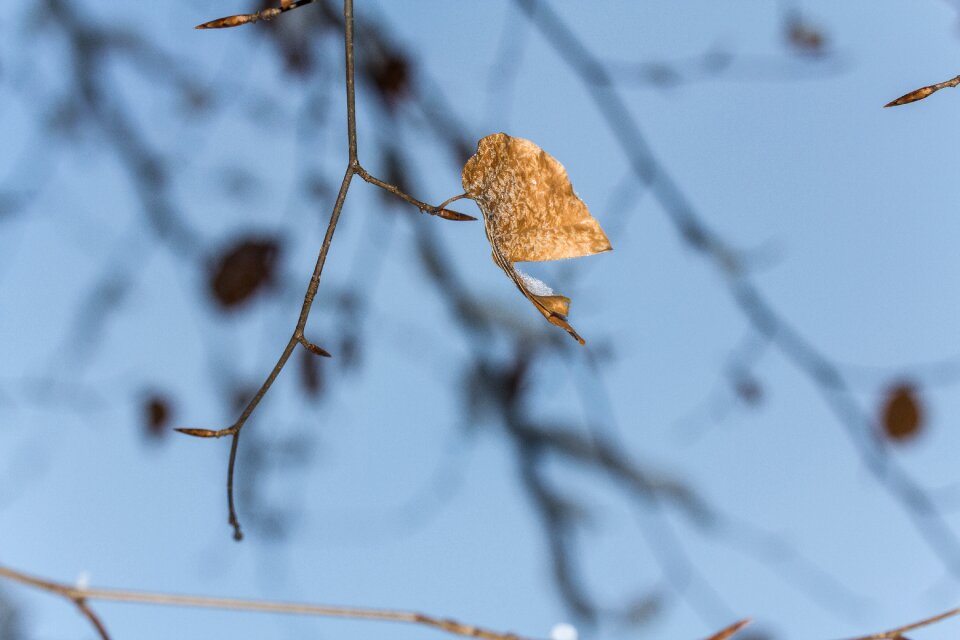 Aesthetic branches brown