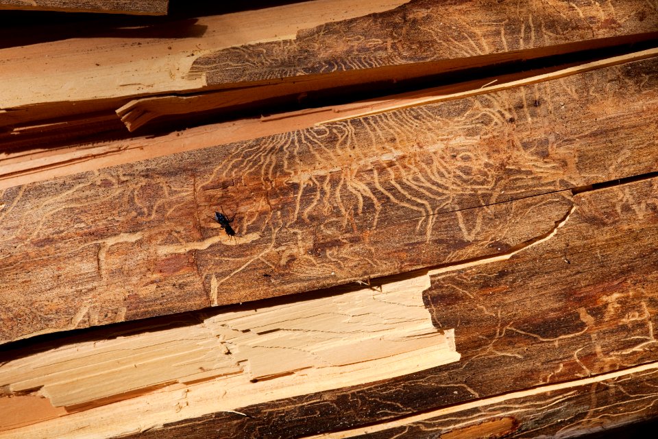 Bark beetle damage