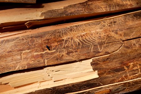 Bark beetle damage