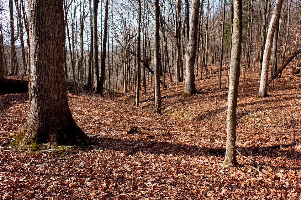 McCormick's Creek State Park
