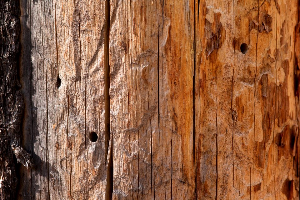 Siricid wasp damage