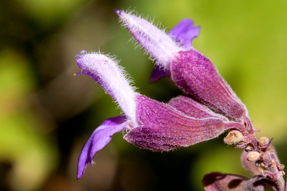 Salvia pinguifolia