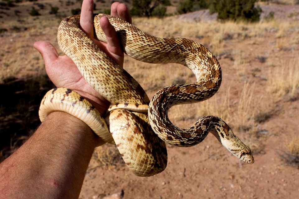 Pituophis catenifer affinis