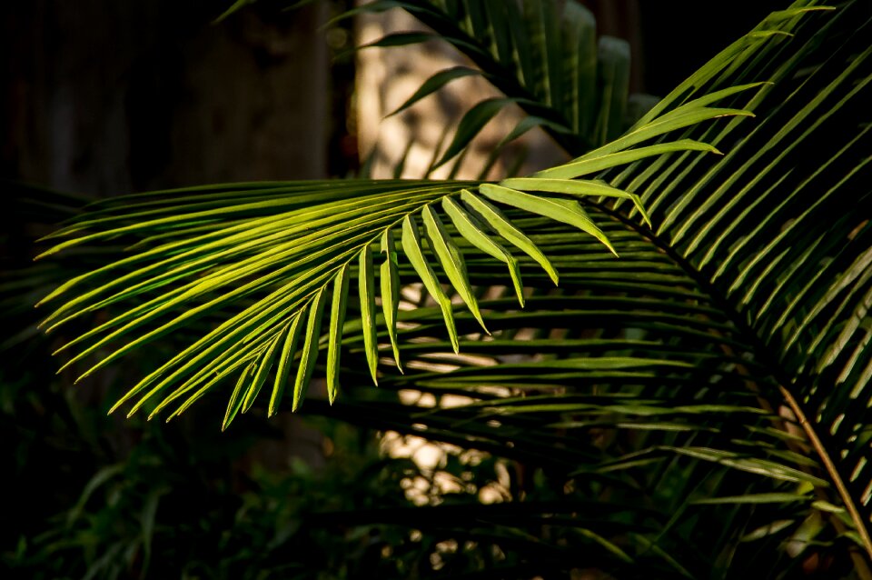 Rain forest forest australia photo