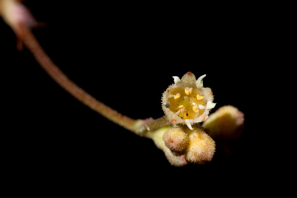 Heuchera soltisii