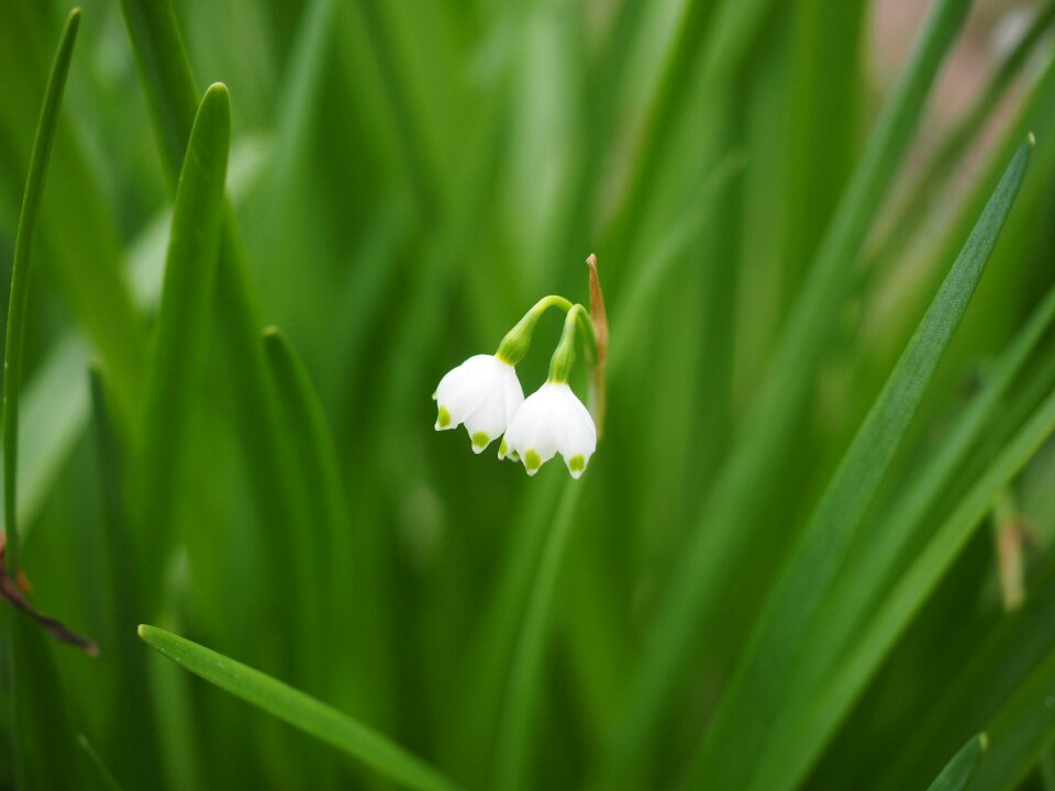 Flower leucojum aestivum late flowering snowflake