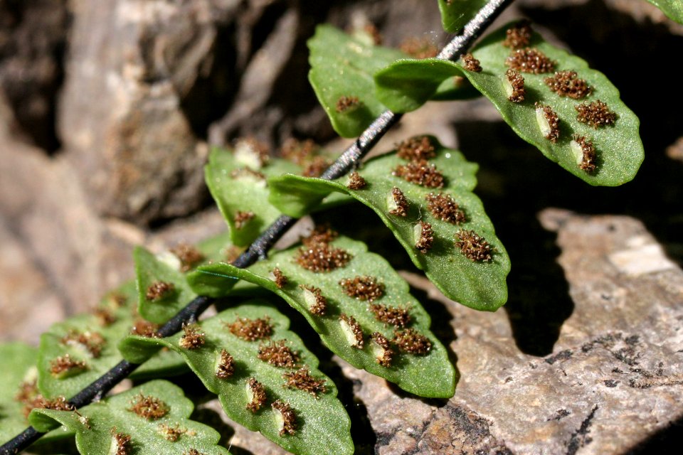 Asplenium resiliens