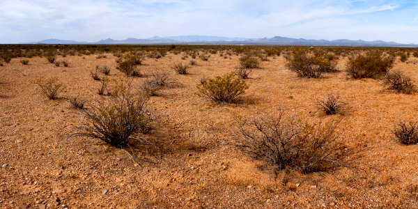 Western bajada of the Pyramid Mountains