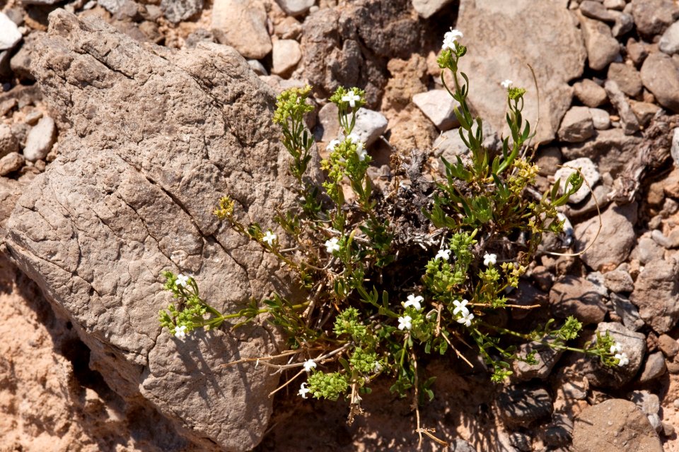 Hedyotis nigricans var. nigricans