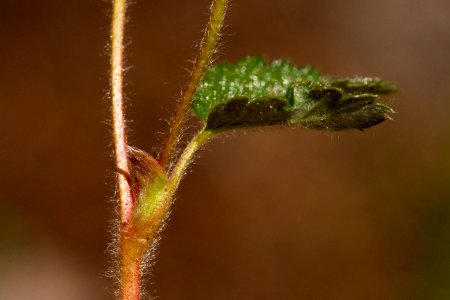 Fragaria vesca subsp. bracteata