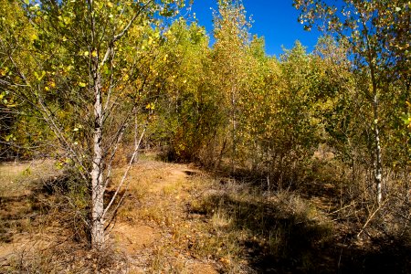 Bosque del Apache
