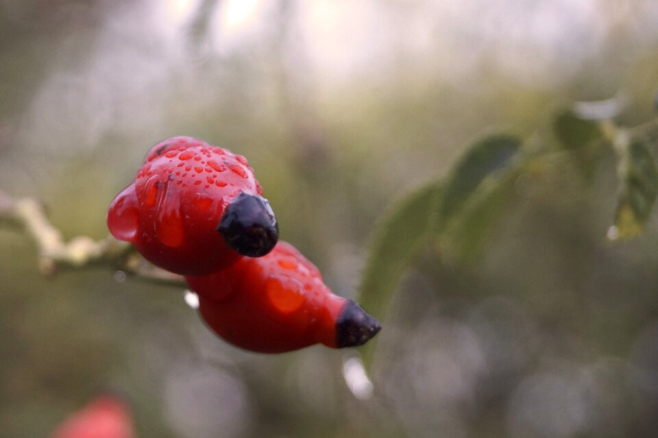 Red just add water raindrop