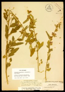 Sphaeralcea lobata