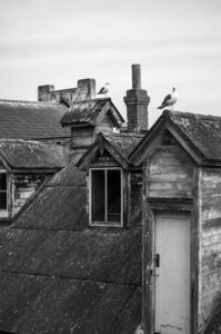 Dove seagull window photo