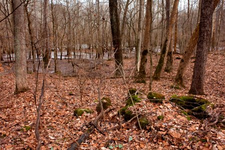 White River floodplain