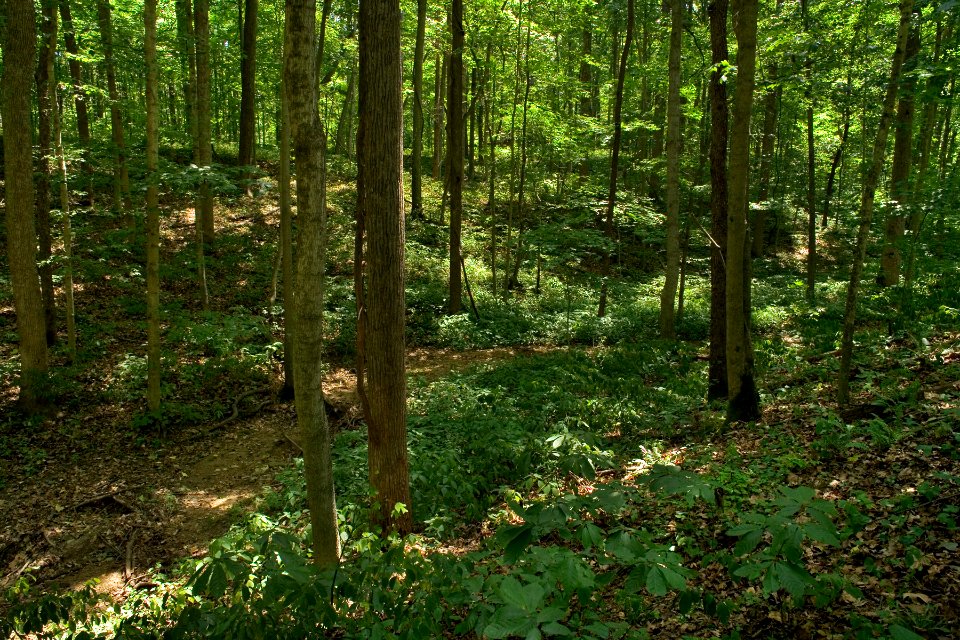 McCormick's Creek State Park