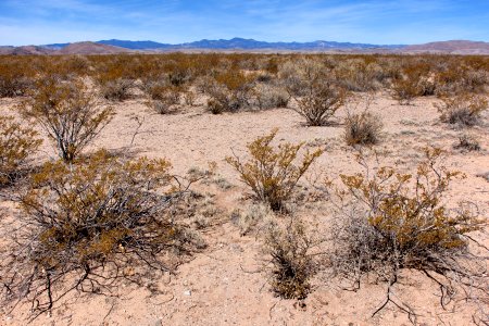 Between Trujillo Canyon and Wicks Gulch
