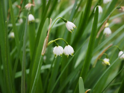 Flower leucojum aestivum late flowering snowflake