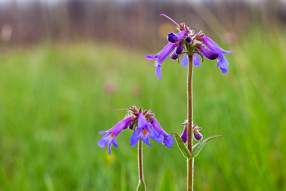 Penstemon oliganthus photo