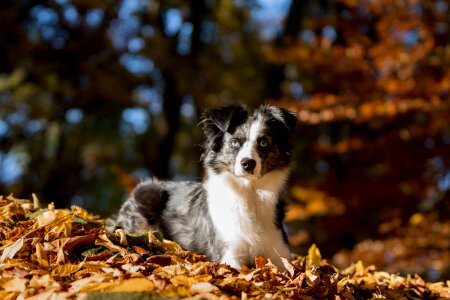 Dog leaves lying photo