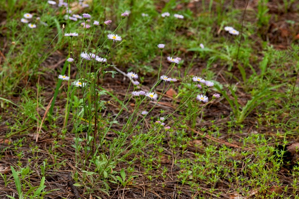 Erigeron bellidiastrum var. robustum