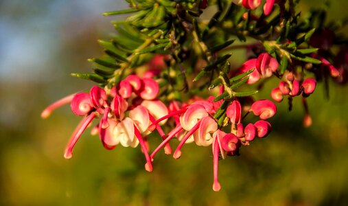 Native pink red photo