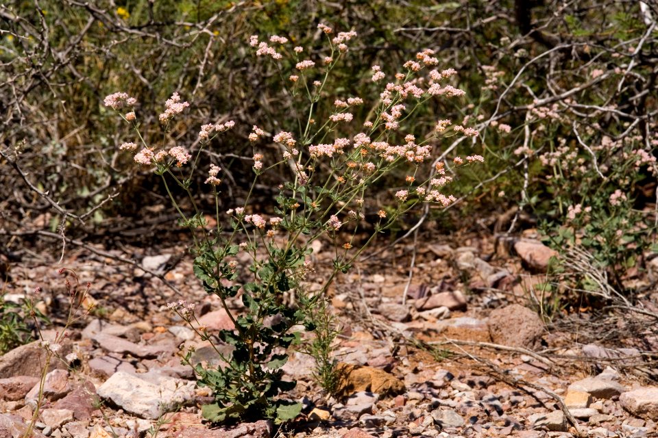 Eriogonum abertianum