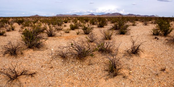 Western bajada of the Pyramid Mountains