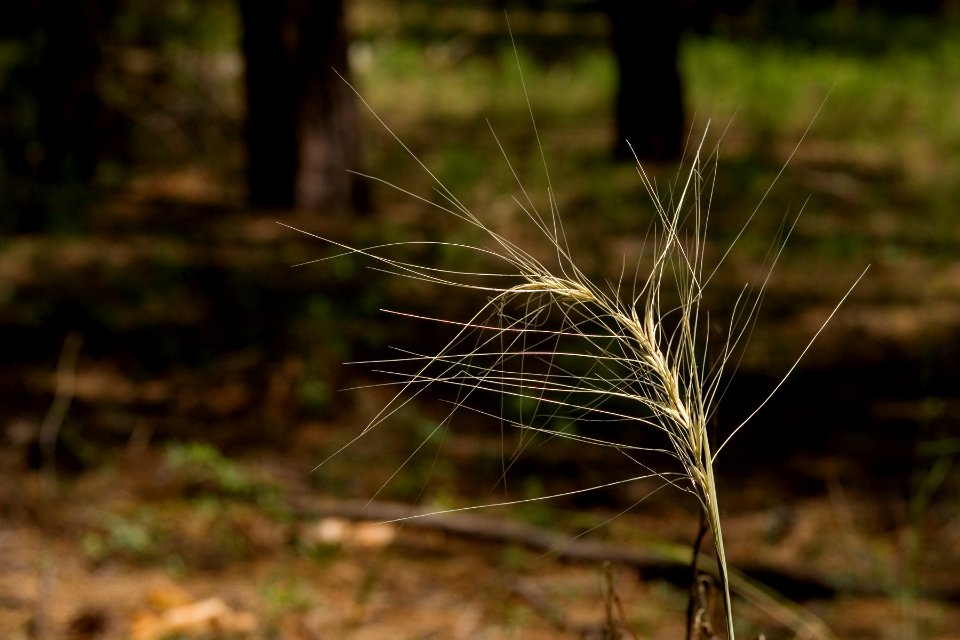 Elymus longifolius