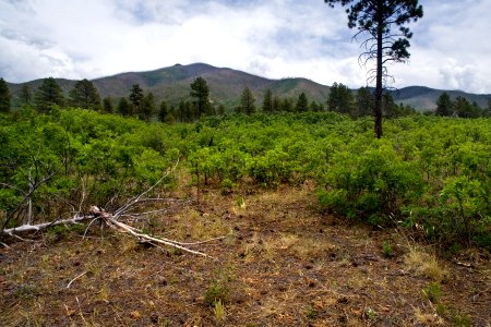 Northeast of Lama