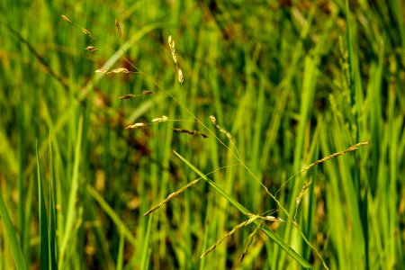 Leersia oryzoides