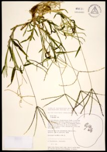 Digitaria sanguinalis