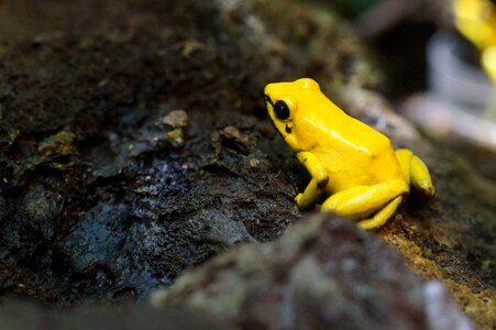 Poison frog amphibian small photo