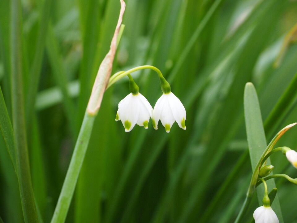 Flower leucojum aestivum late flowering snowflake