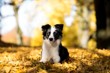 Leaves autumn lying photo