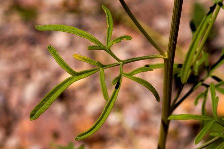 Hymenothrix wislizeni