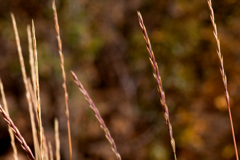 Elymus trachycaulus subsp. trachycaulus